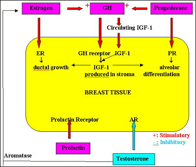 Steroid hormone cascade chart