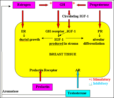 Action of testosterone